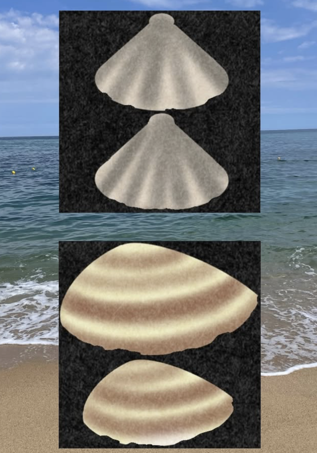 Seashells 2